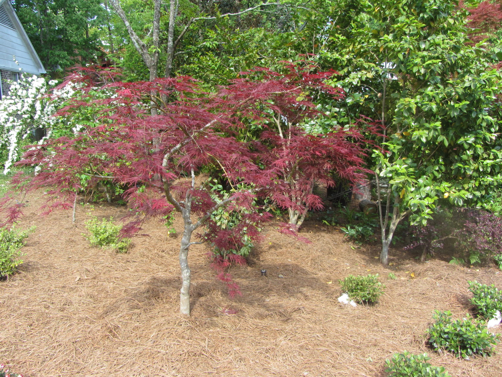 Sherry Blanton 'Rebirth' tree